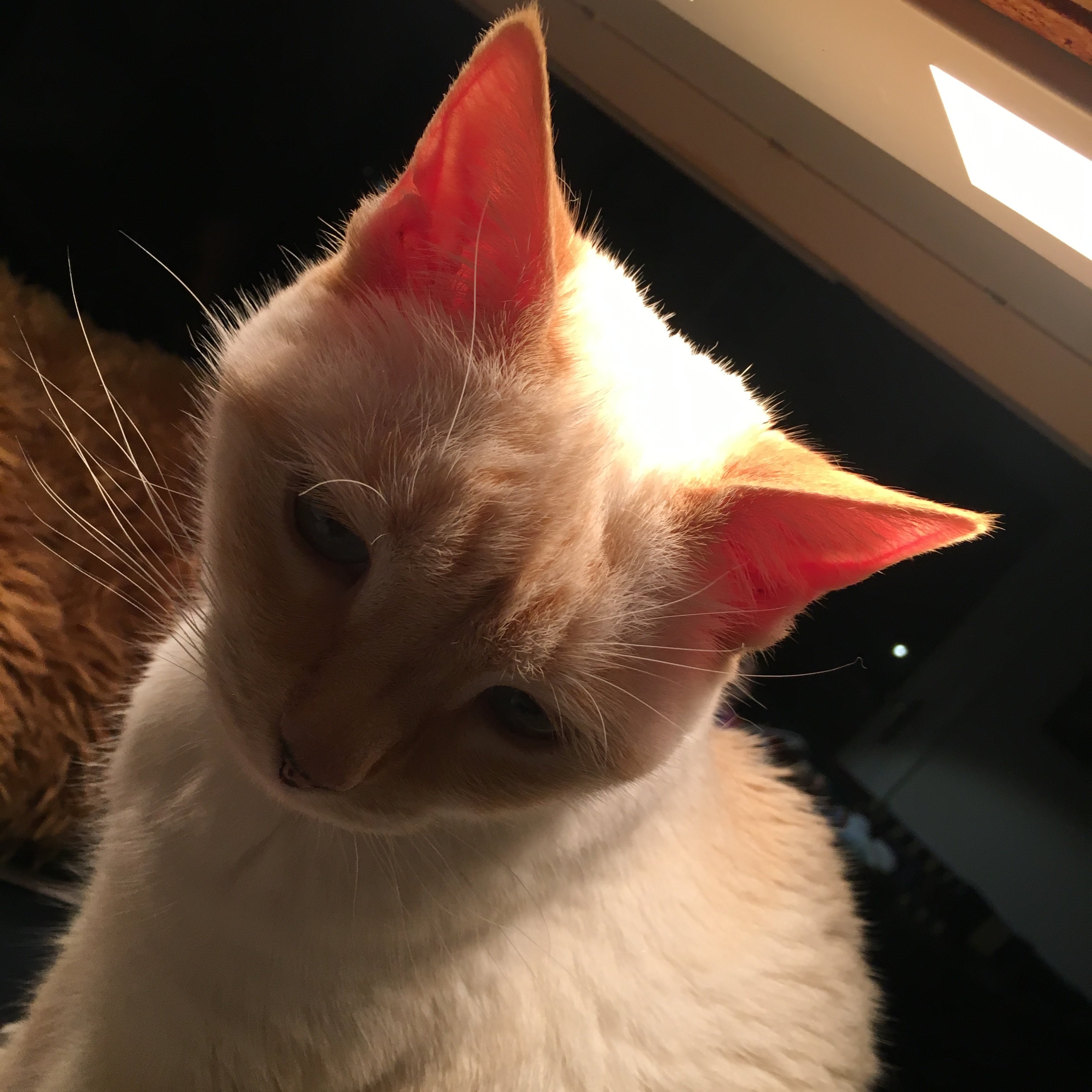 fleabus sept 25 2018